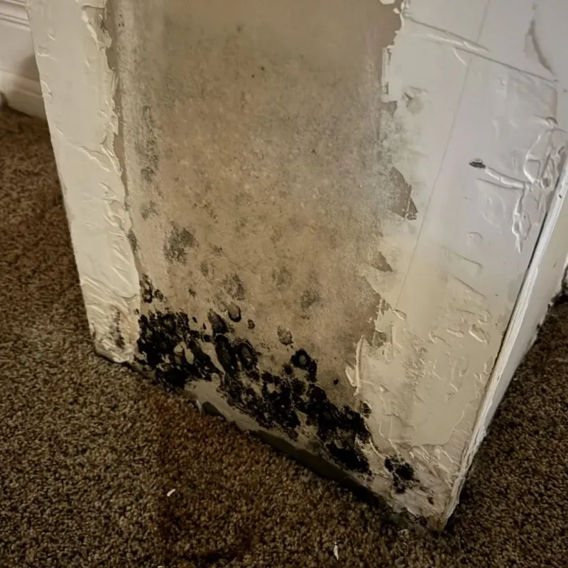 Professional Mold Removal in Yuba City, CA